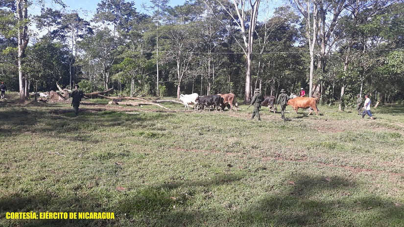 ganado2